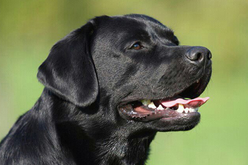 Heidelberg Hills Labradors